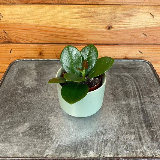 Hoya Australis, 2" Plant