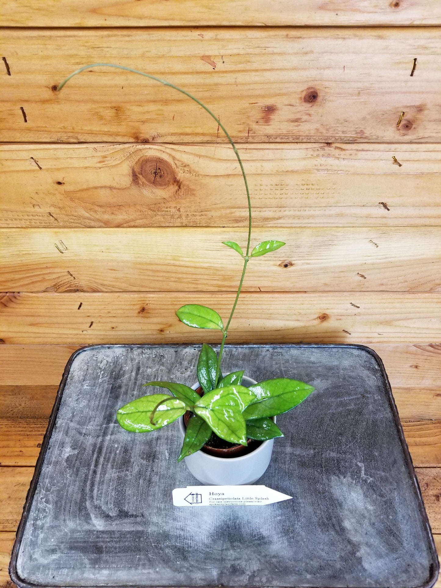 Hoya Crassipetiolata Little Splash, 2" Plant