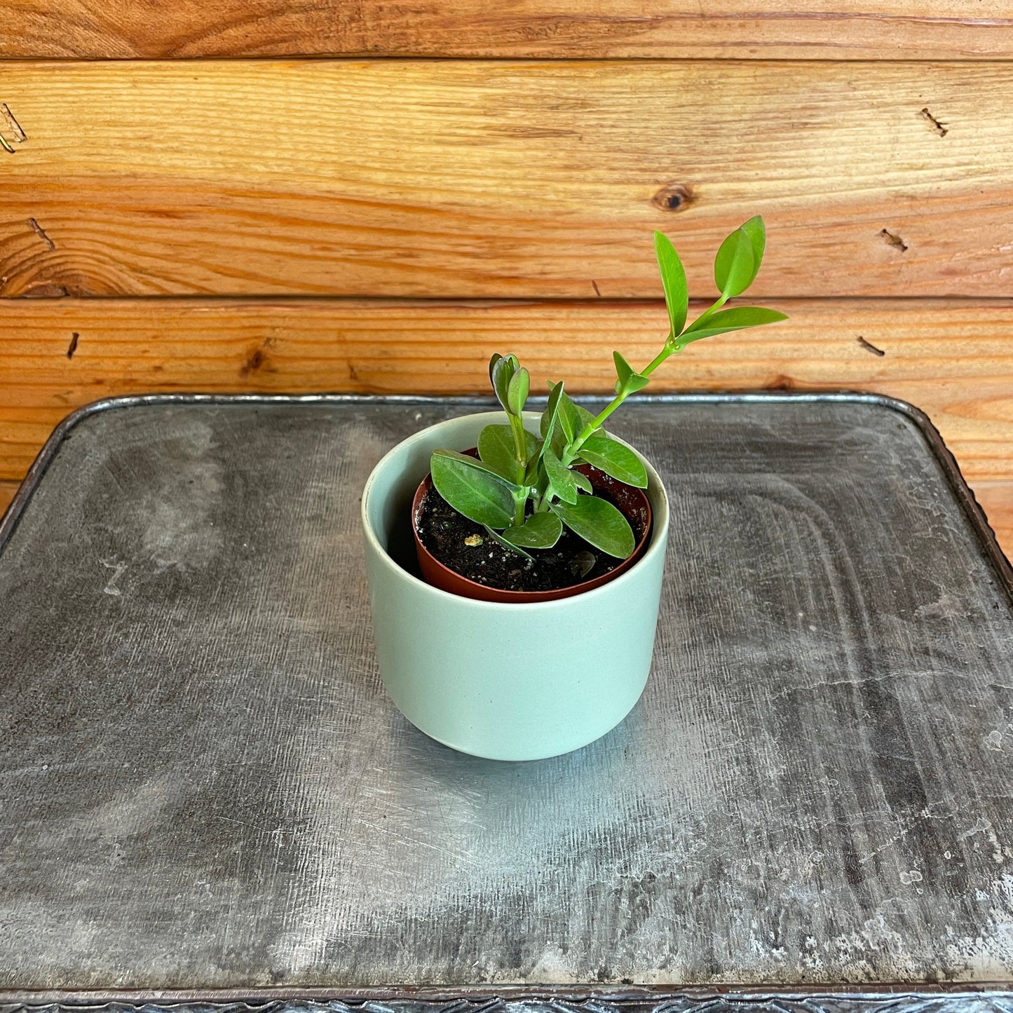 Hoya Cummingiana, 2" Plant