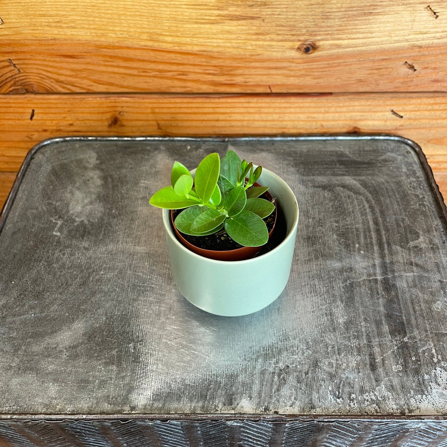 Hoya Cummingiana, 2" Plant