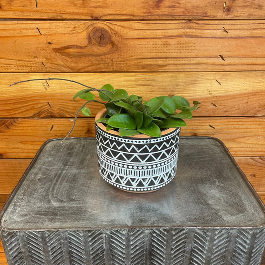 Hoya CV Chouke, 4" Plant