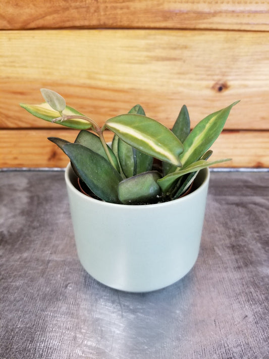 Hoya DS 70 Variegated, 2" Plant