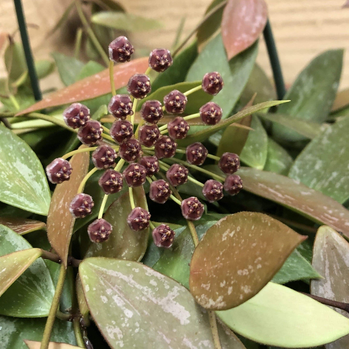 Hoya Gracilis, 6" Plant