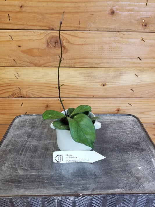 Hoya Hainanensis, 2" Plant