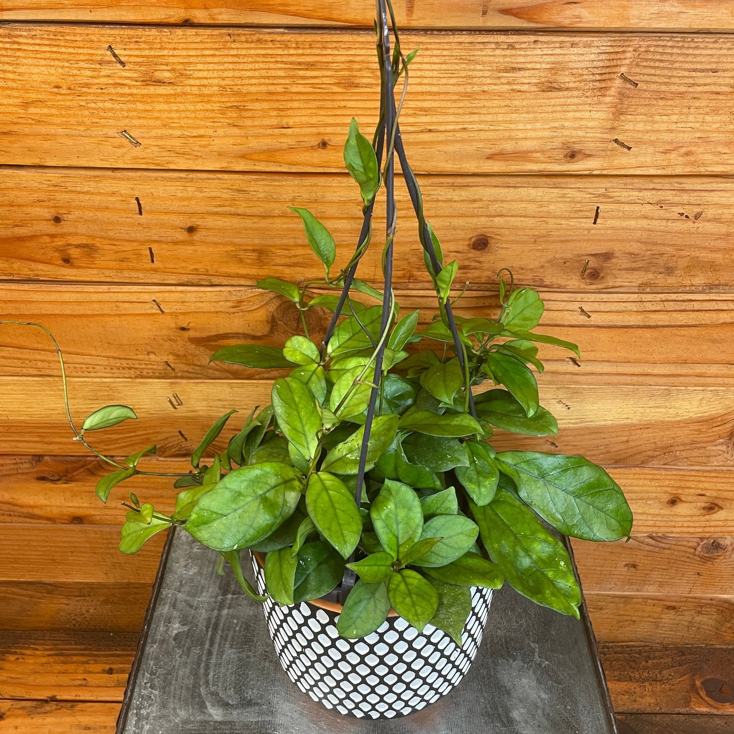 Hoya Hainanensis, 6" Plant