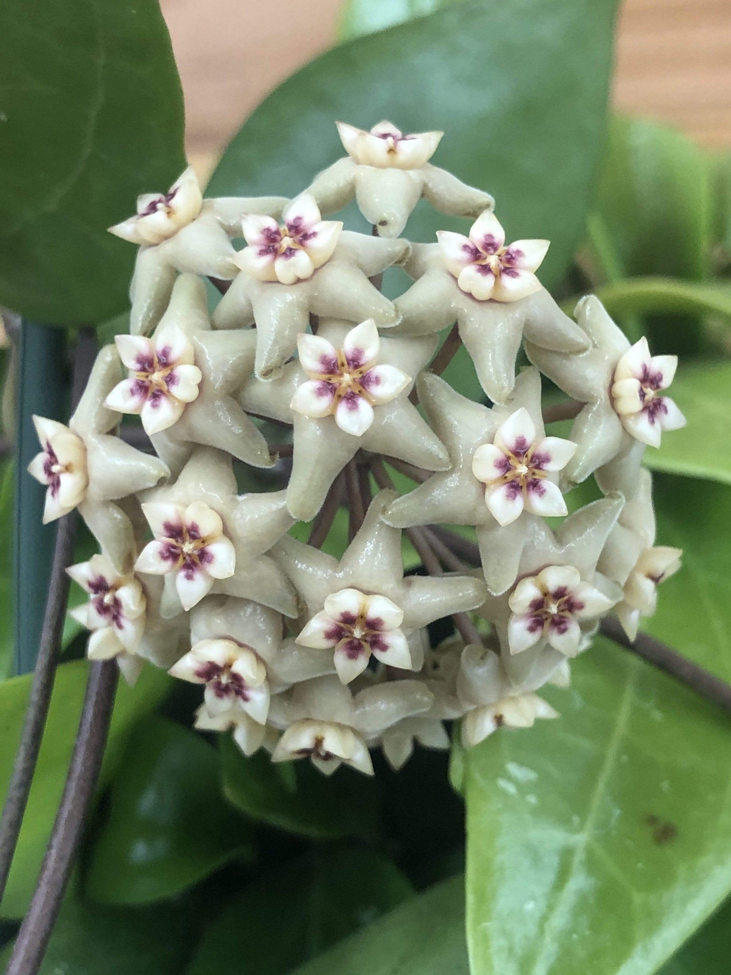 Hoya Limoniaca, 4" Plant