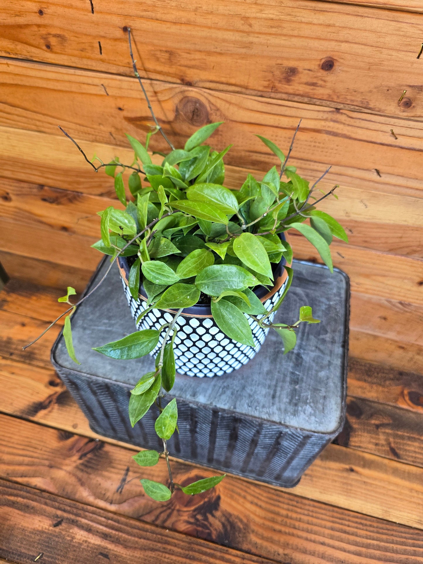 Hoya Limoniaca, 6" Plant