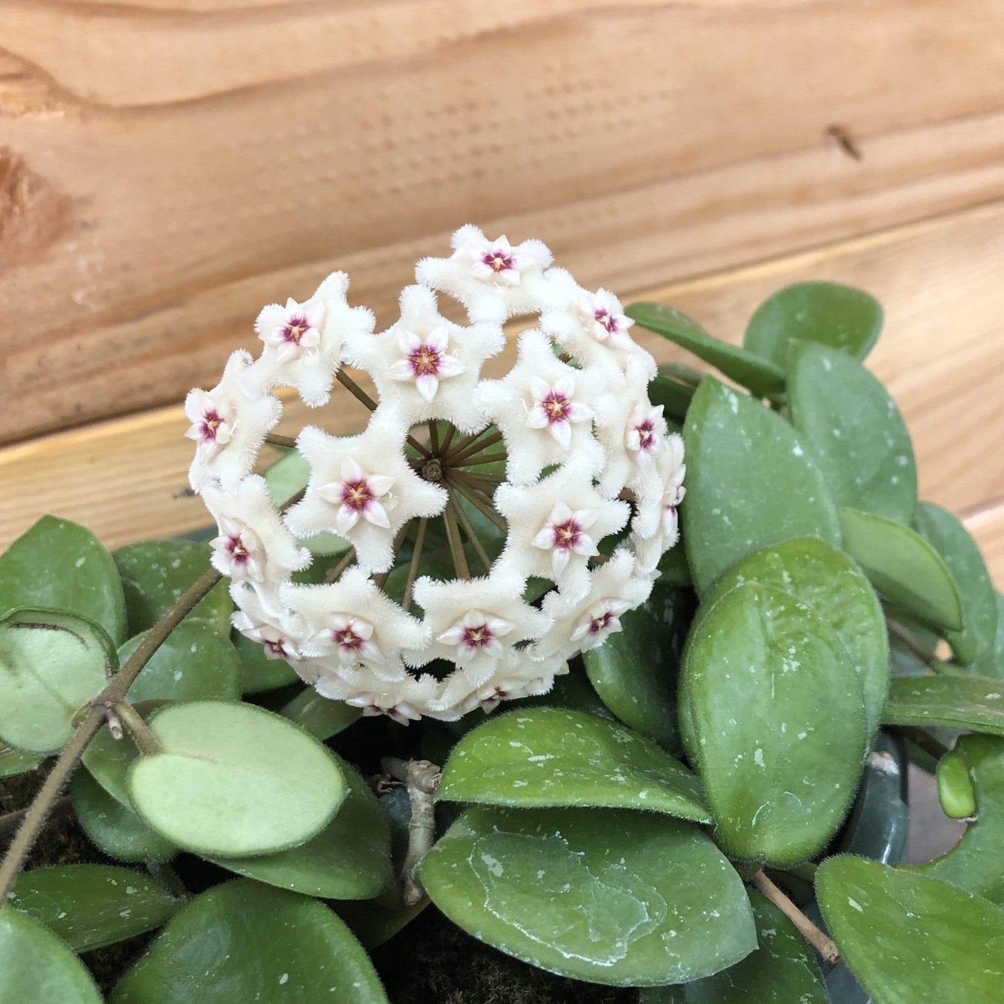 Hoya Mathilde, 2" Plant