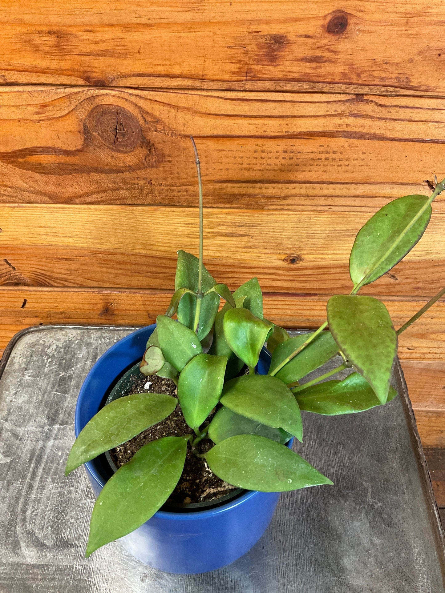 Hoya Minahassae, 4" Plant