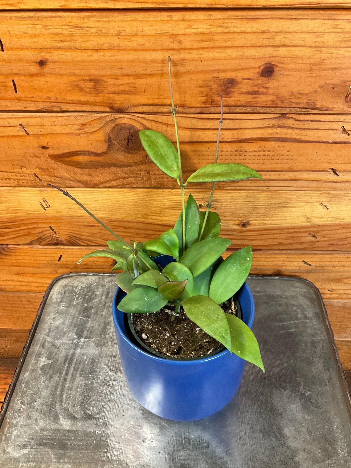 Hoya Minahassae, 4" Plant
