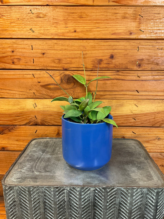 Hoya Minahassae, 4" Plant