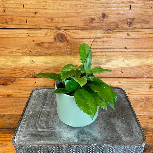 Hoya Mindorensis Pink, 4" Plant