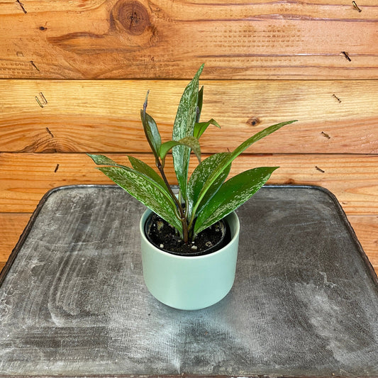 Hoya Pubicalyx Splash, 2" Plant