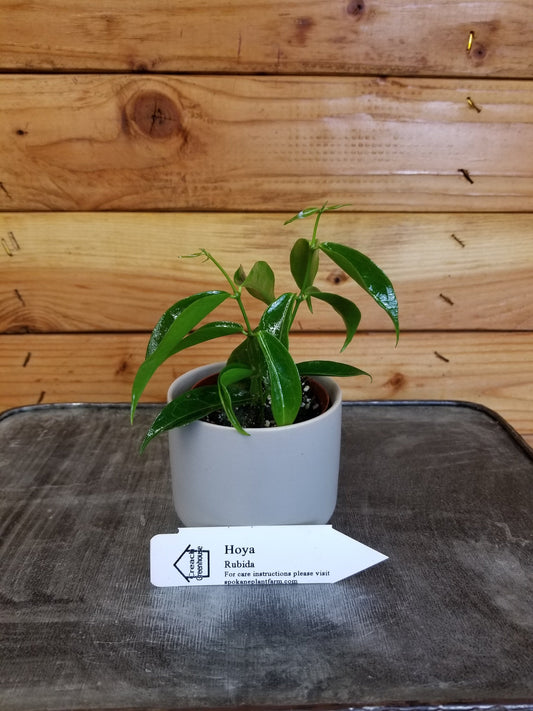 Hoya Rubida, 2" Plant