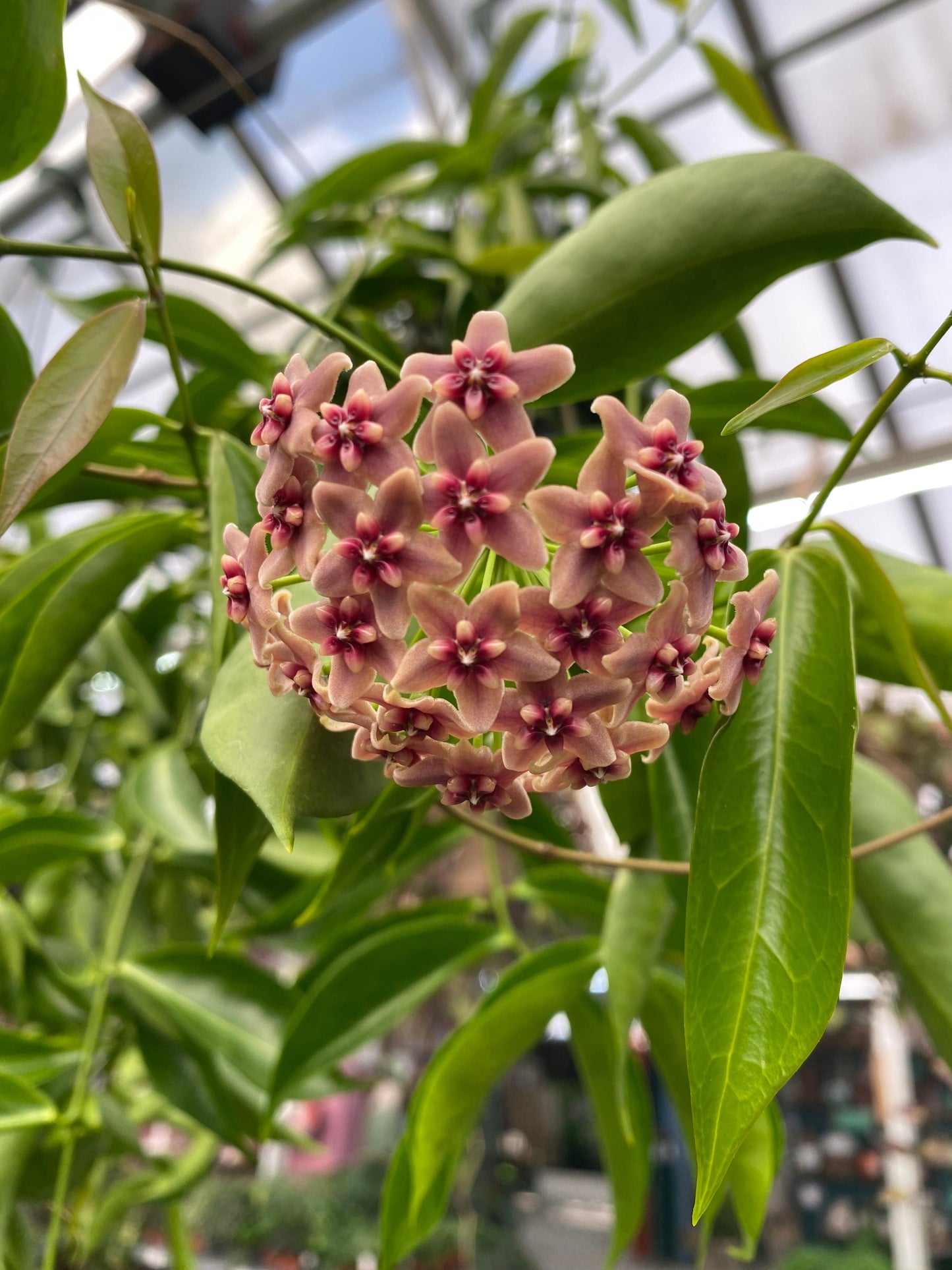 Hoya Rubida, 4" Plant