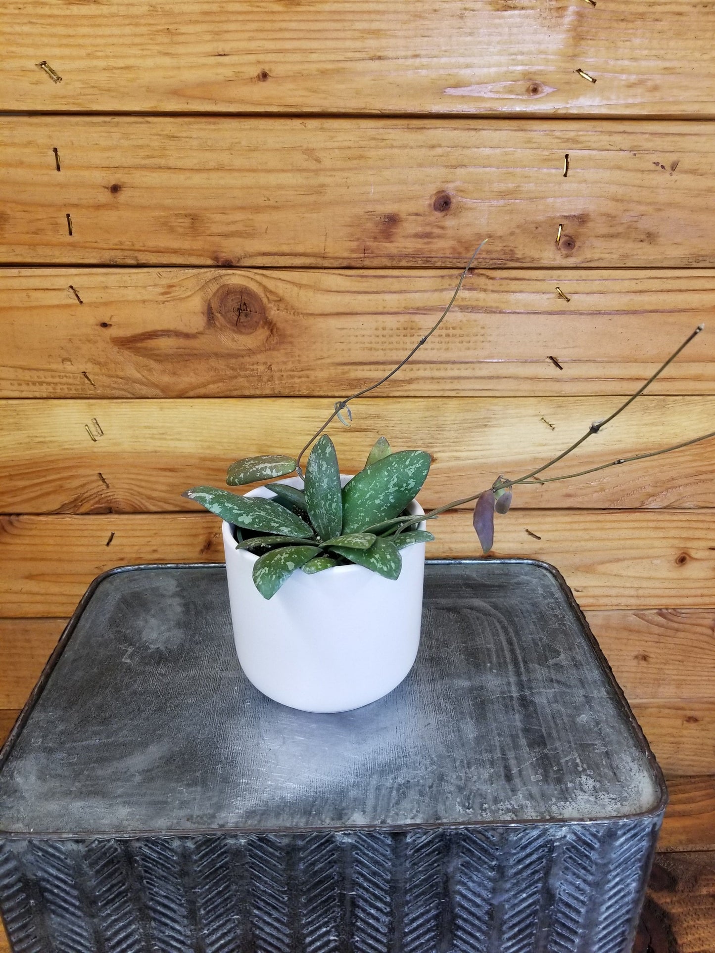 Hoya Sigillatis AH 001 sp. Borneo, 4" Plant