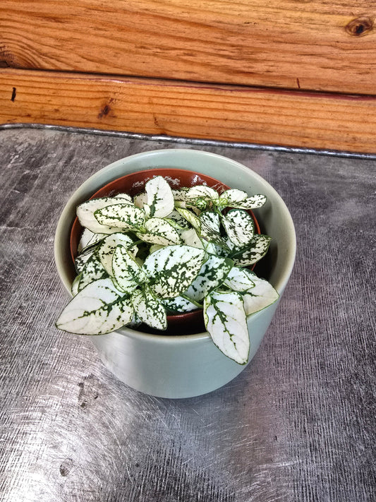 Hypoestes Polka Dot Plant White Splash, 2" Plant