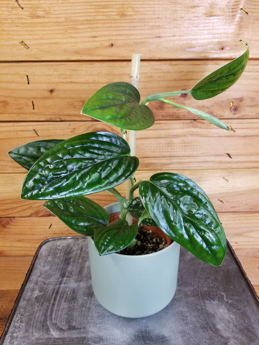 Monstera Karstenianum Peru, 4" Plant