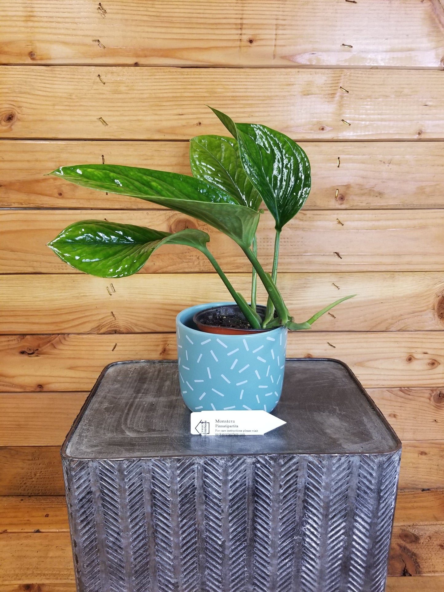 Monstera Pinnatipartita, 4” Plant