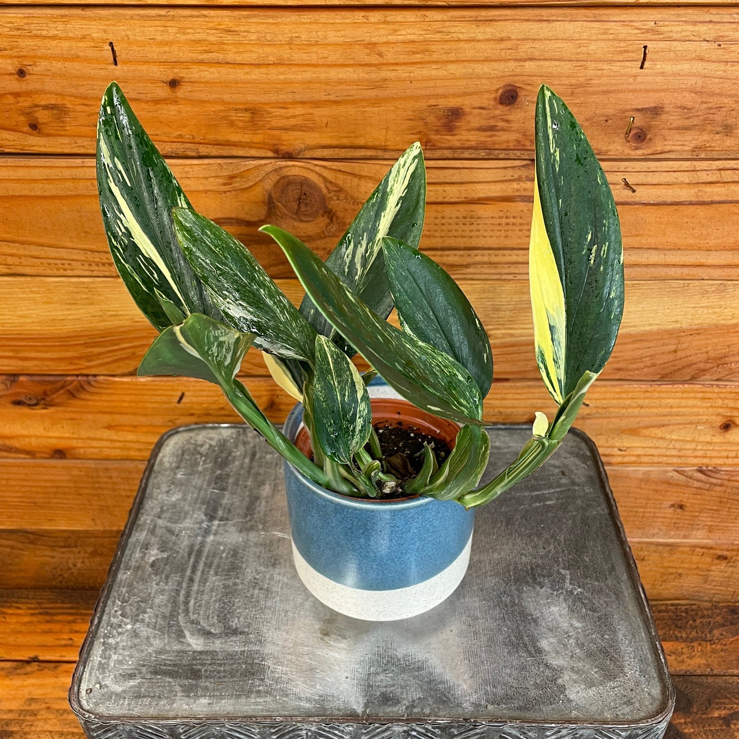 Monstera Standleyana Variegata, 4" Plant