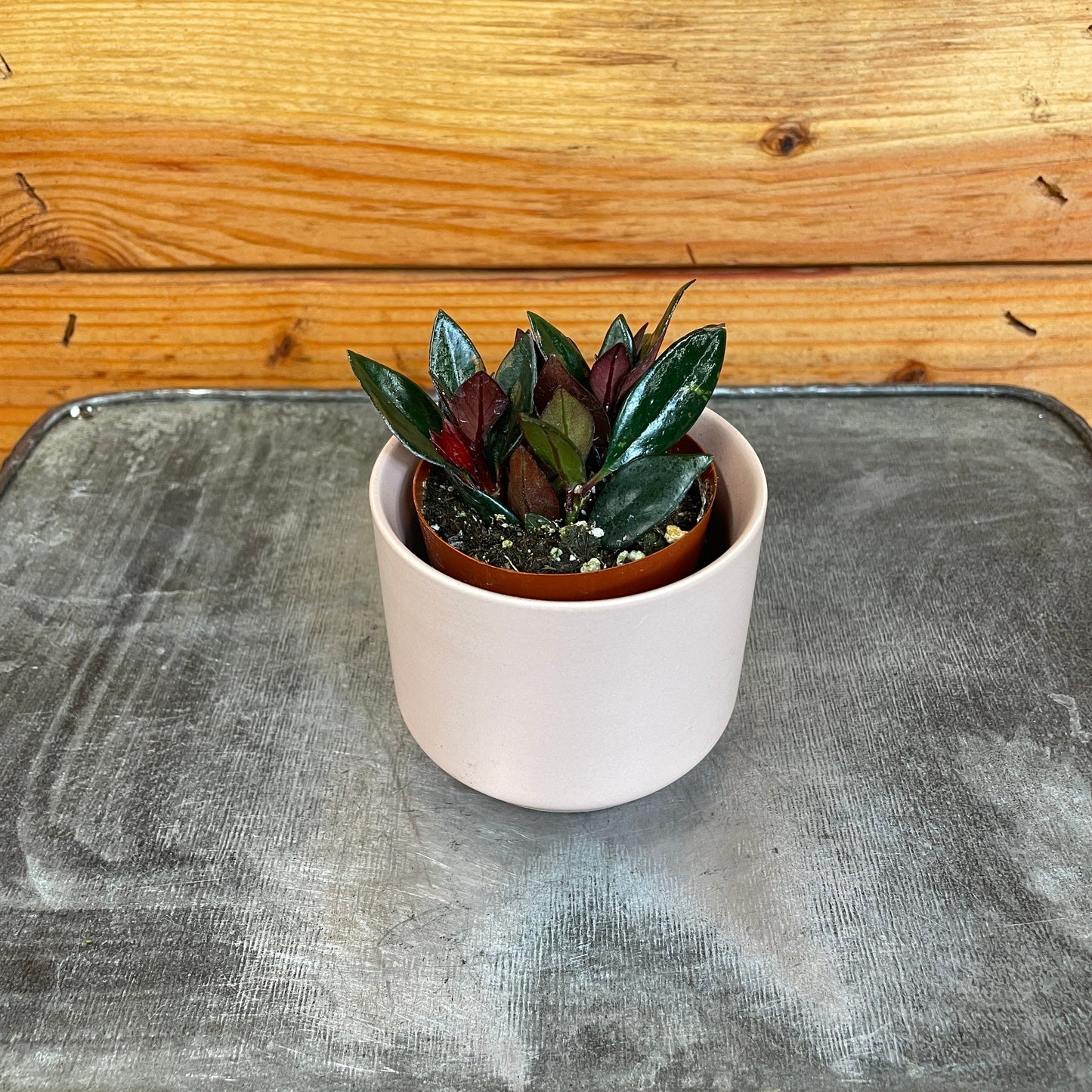 Nematanthus Goldfish Shady Lady Mae, 2" Plant