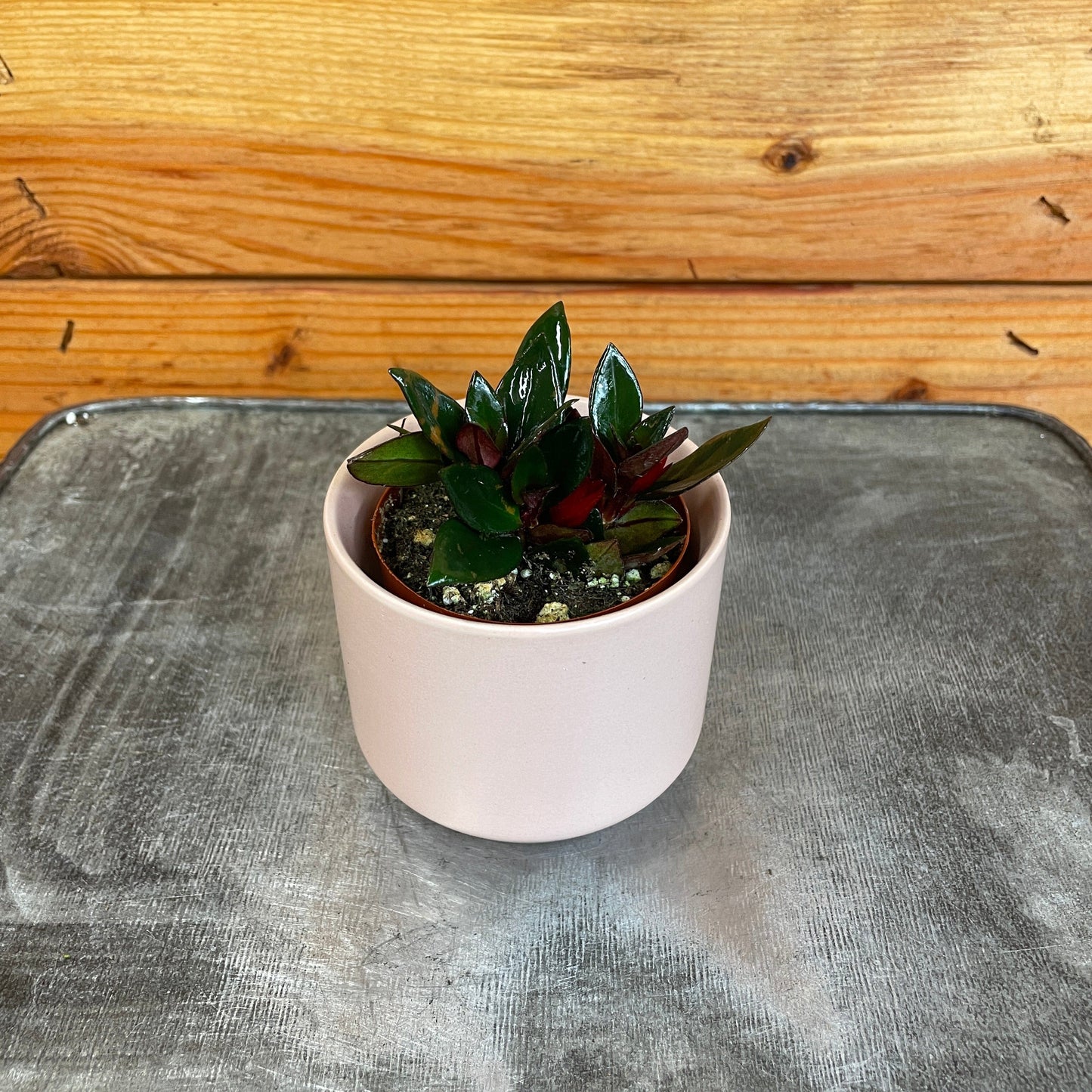 Nematanthus Goldfish Shady Lady Mae, 2" Plant