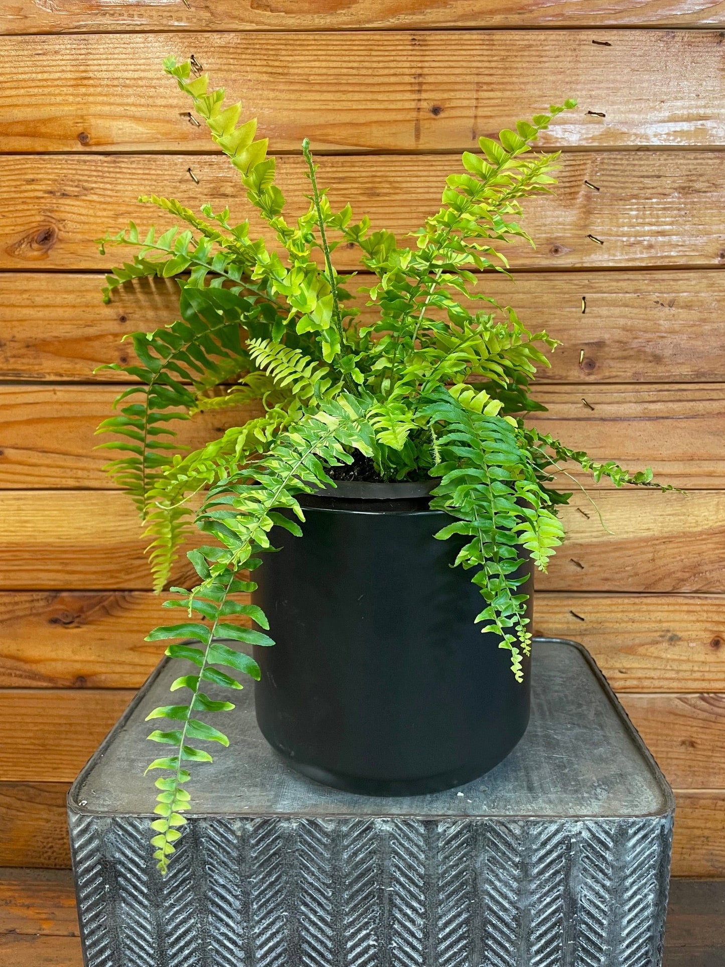 Nephrolepis Tiger Fern, 6" Plant