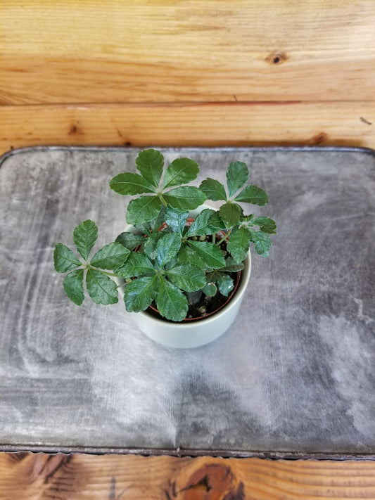 Parthenocissus Sugar Vine, 2" Plant