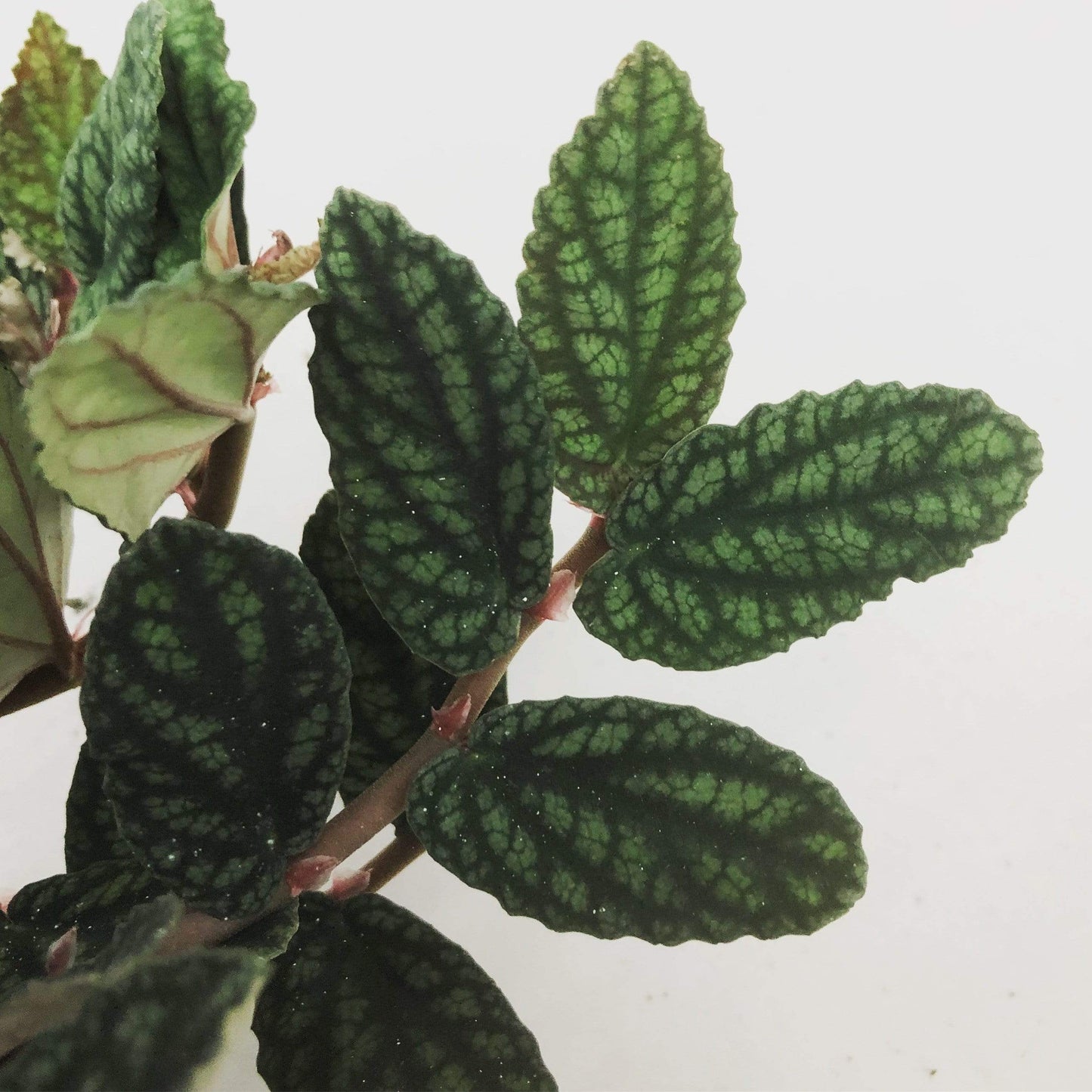 Pellionia Daveauana, 6" Plant