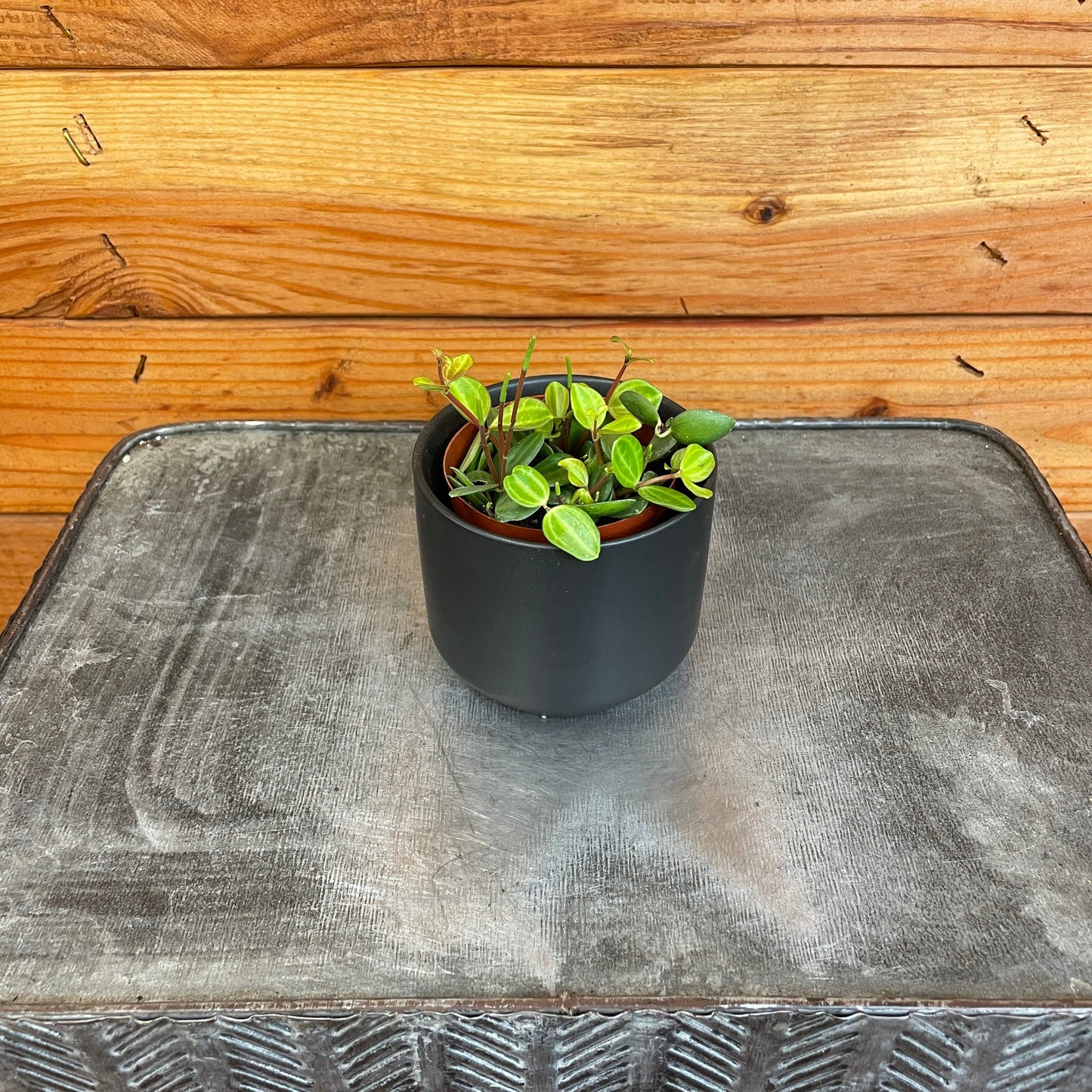 Peperomia Beetle, 2" Plant