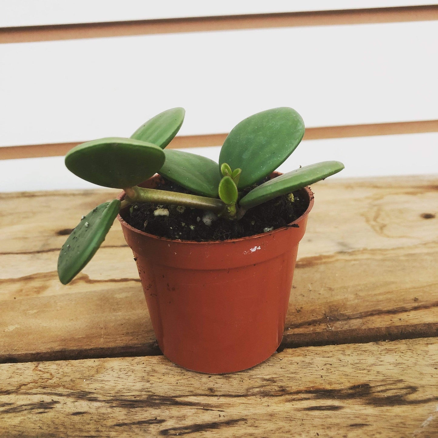 Peperomia Hope, 2" Plant