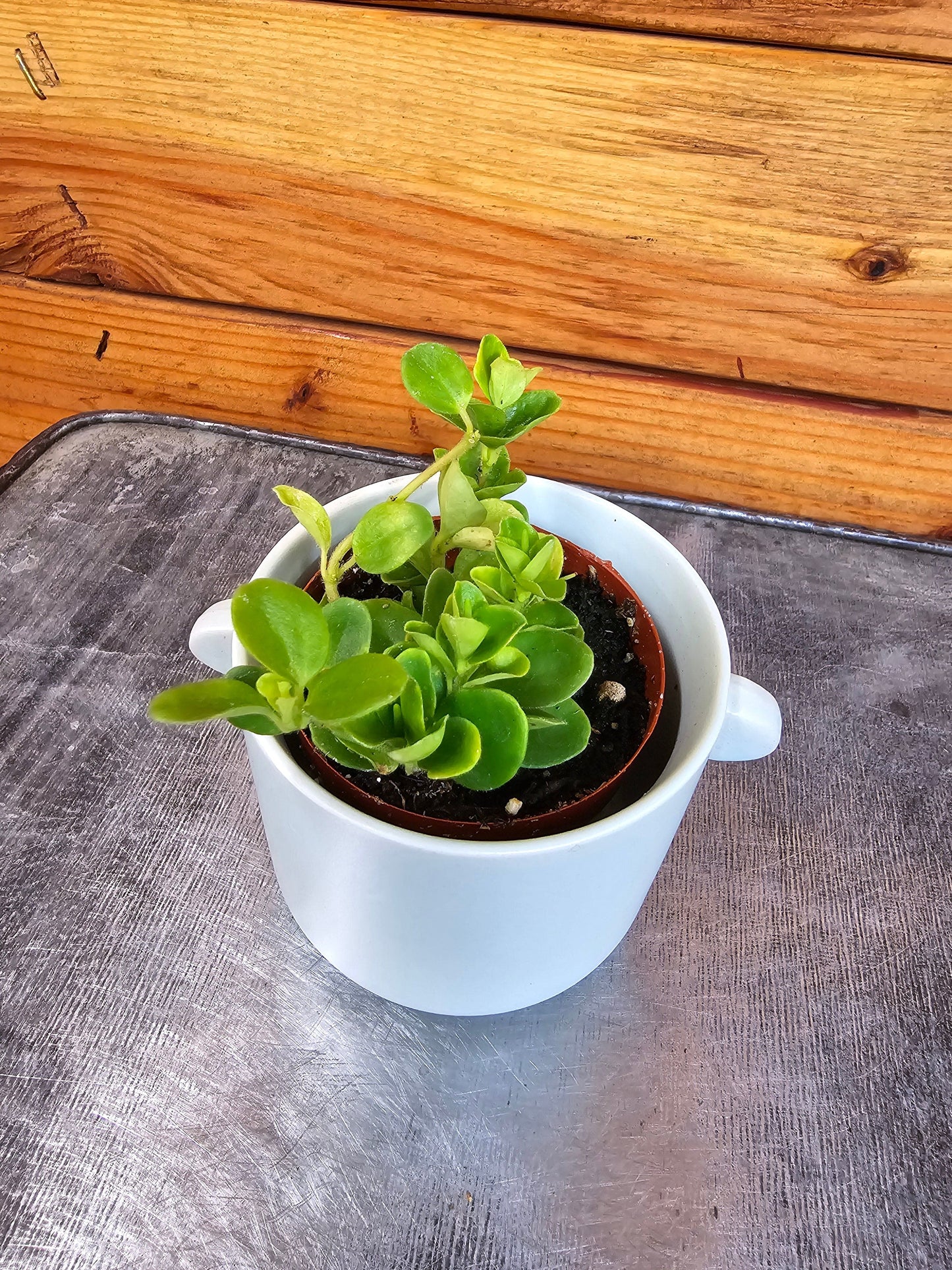 Peperomia Jitterbug, 2" Plant