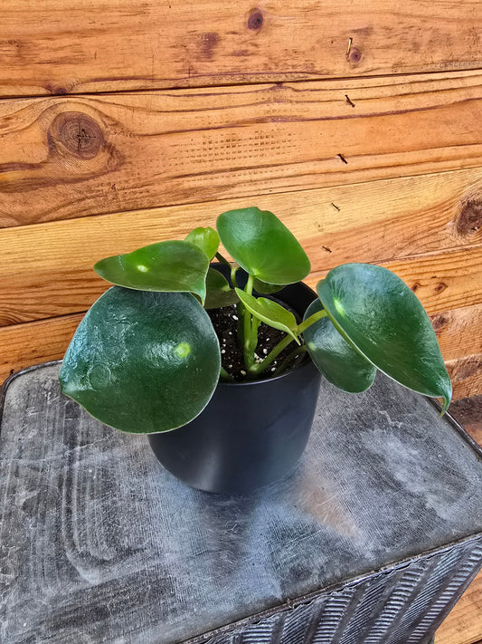 Peperomia Polybotrya Raindrop, 4" Plant