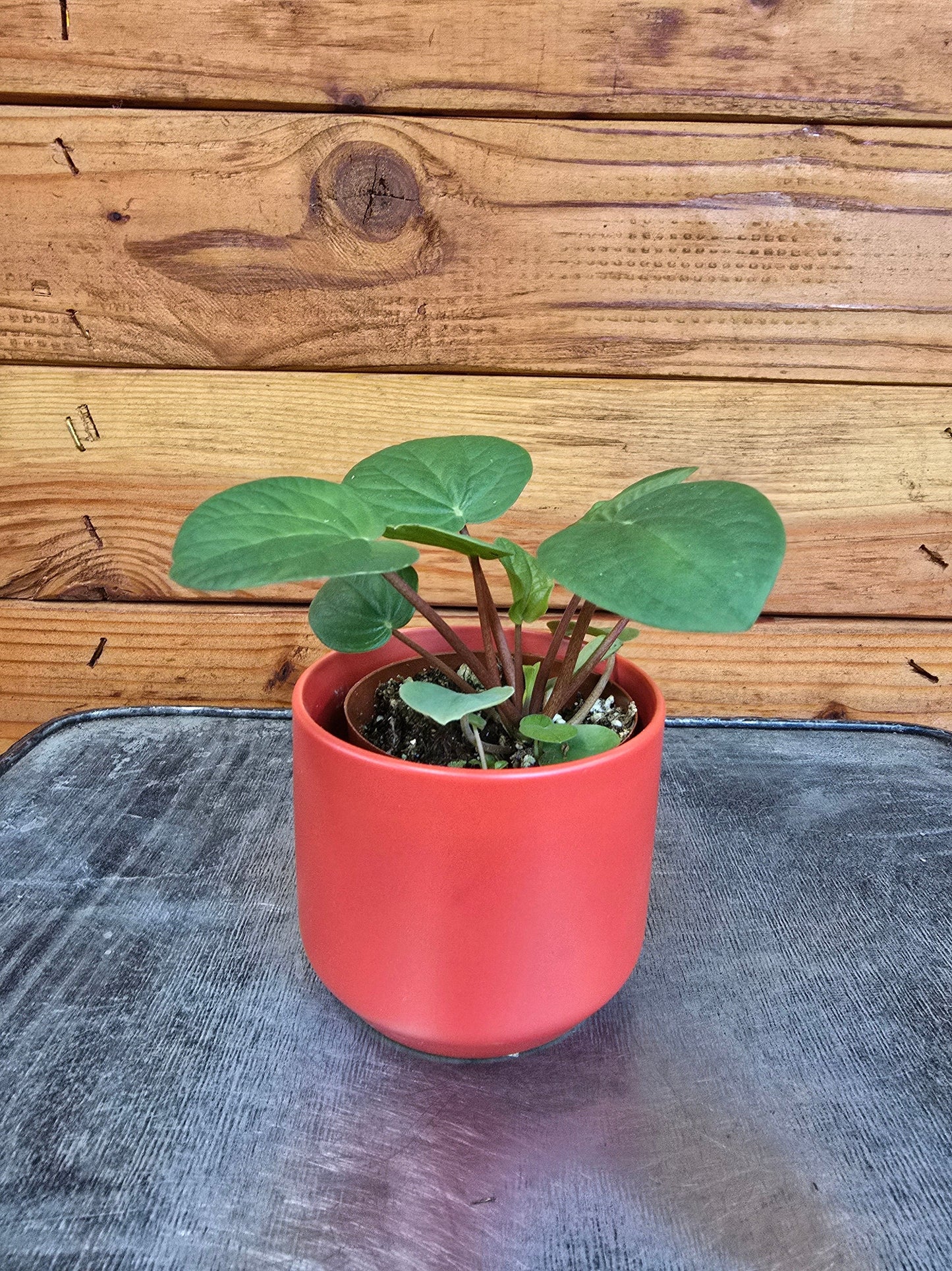 Peperomia Rana Verde, 2" Plant