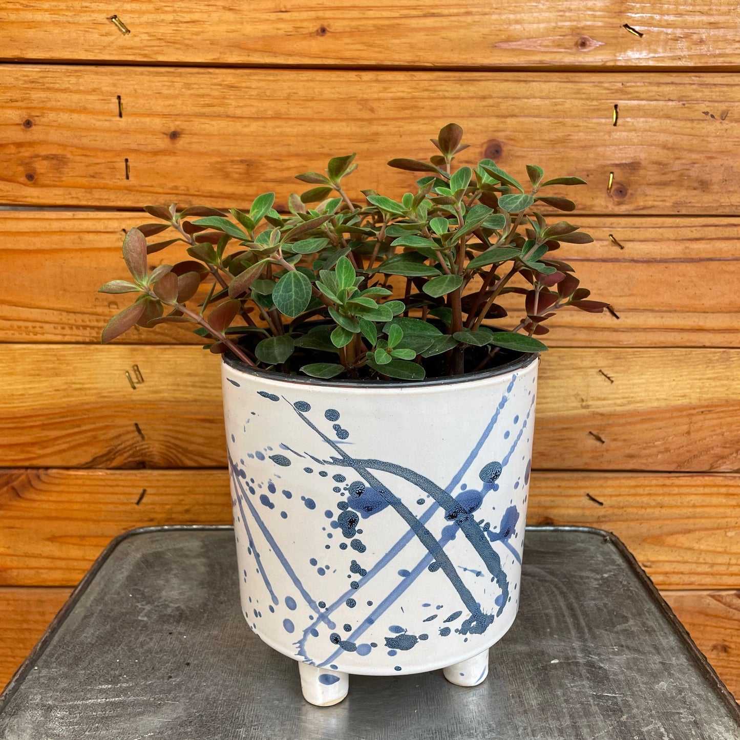 Peperomia Red Log, 6" Plant