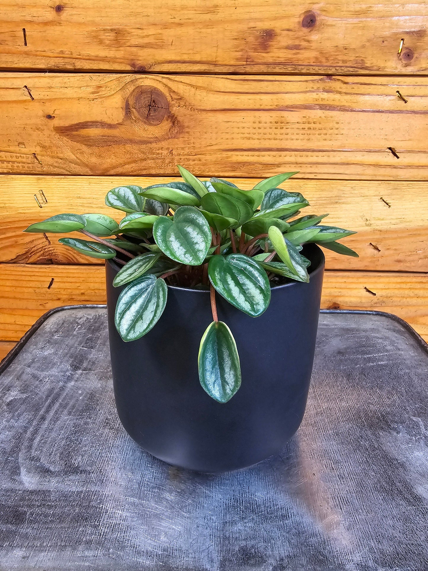 Peperomia Royal Princess, 4" Plant