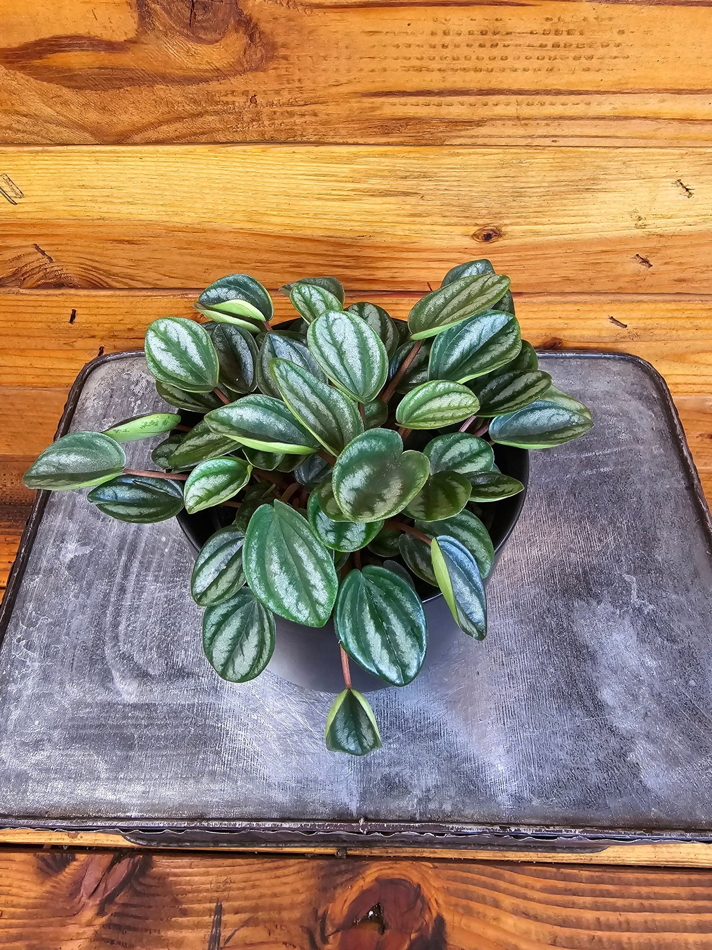 Peperomia Royal Princess, 4" Plant