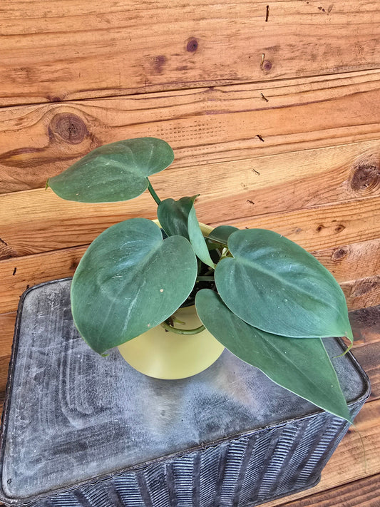 Philodendron Cordatum, 4" Plant