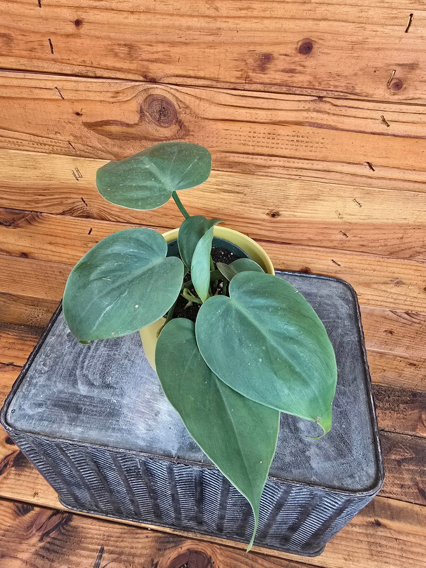 Philodendron Cordatum, 4" Plant