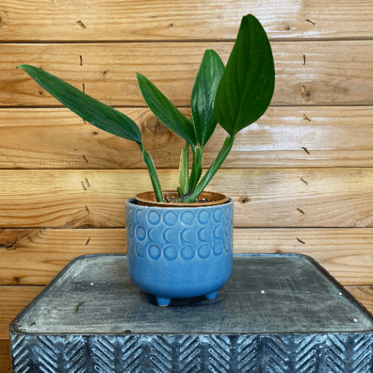 Philodendron Guttiferum, 4" Plant