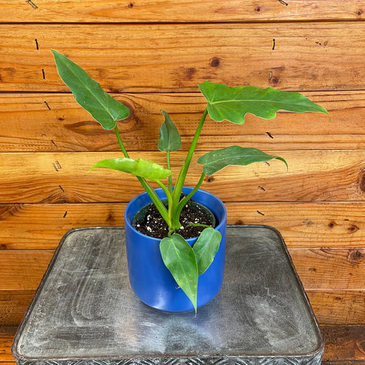 Philodendron Mayoi, 4" Plant