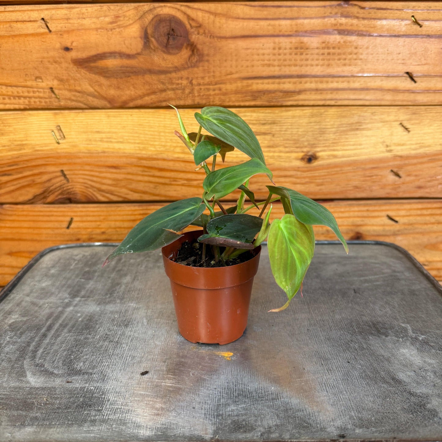 Philodendron Micans, 2" Plant