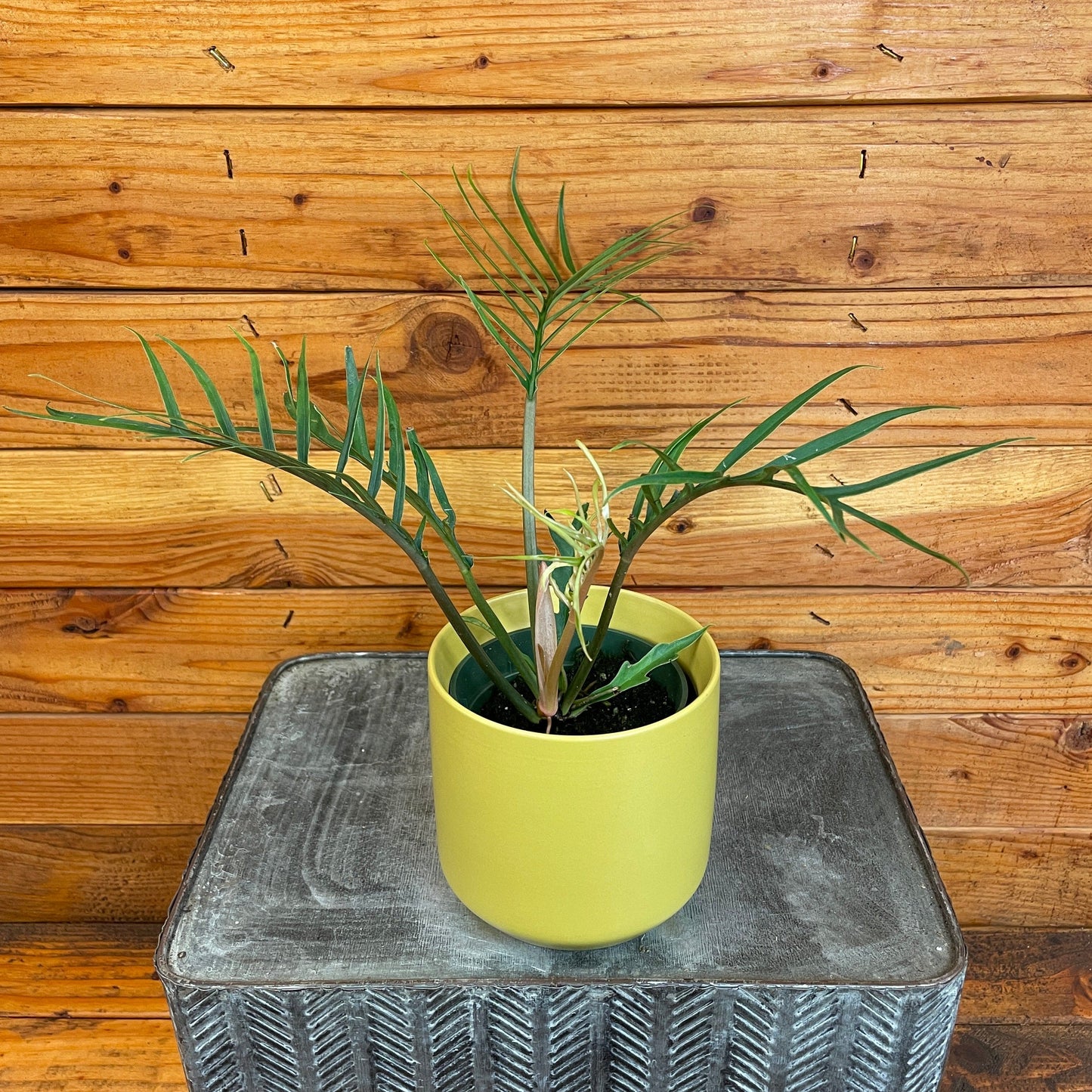 Philodendron Tortum, 4" Plant