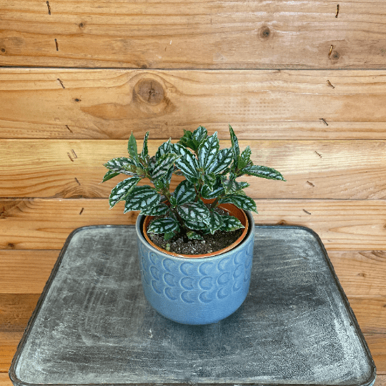 Pilea Cadierei Aluminium, 4" Plant