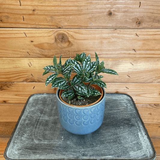 Pilea Cadierei Aluminium, 4" Plant