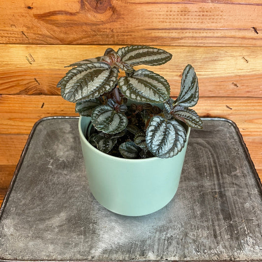Pilea Norfolk, 4" Plant