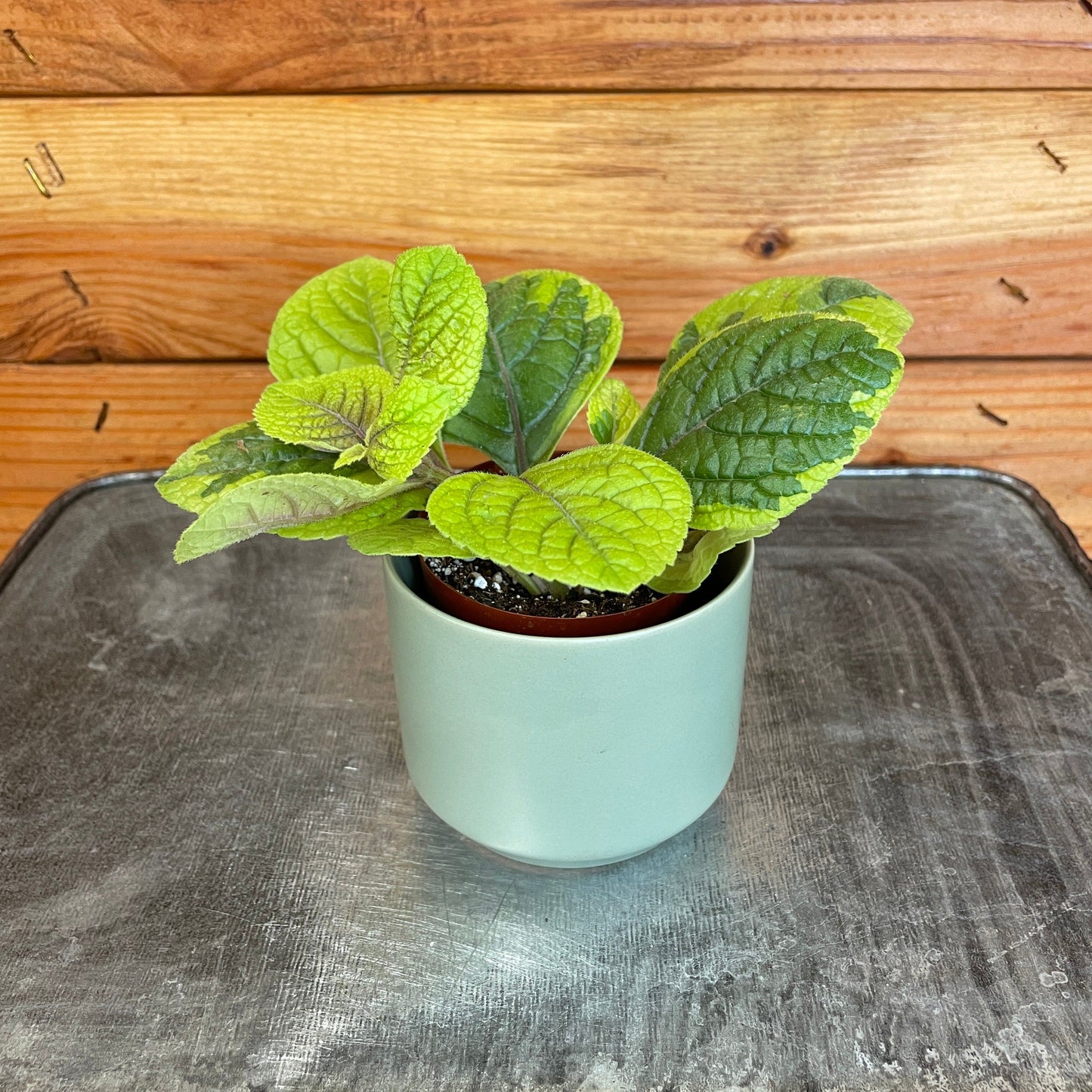 Plectranthus Guacamole, 2" Plant