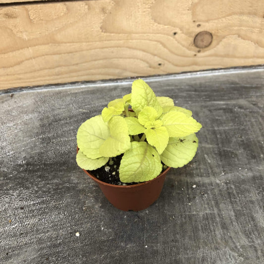 Plectranthus Lemon Lime, 2" Plant