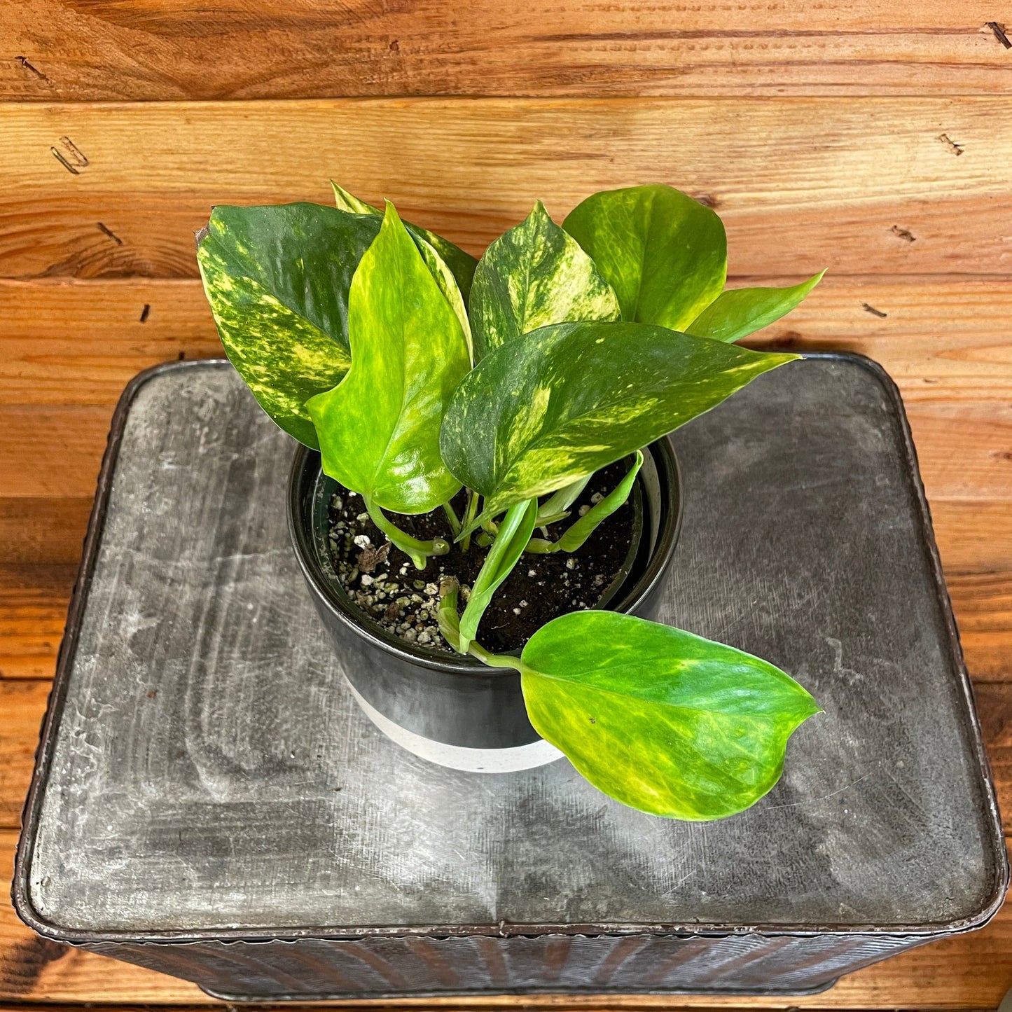 Epipremnum Golden, 4" Plant