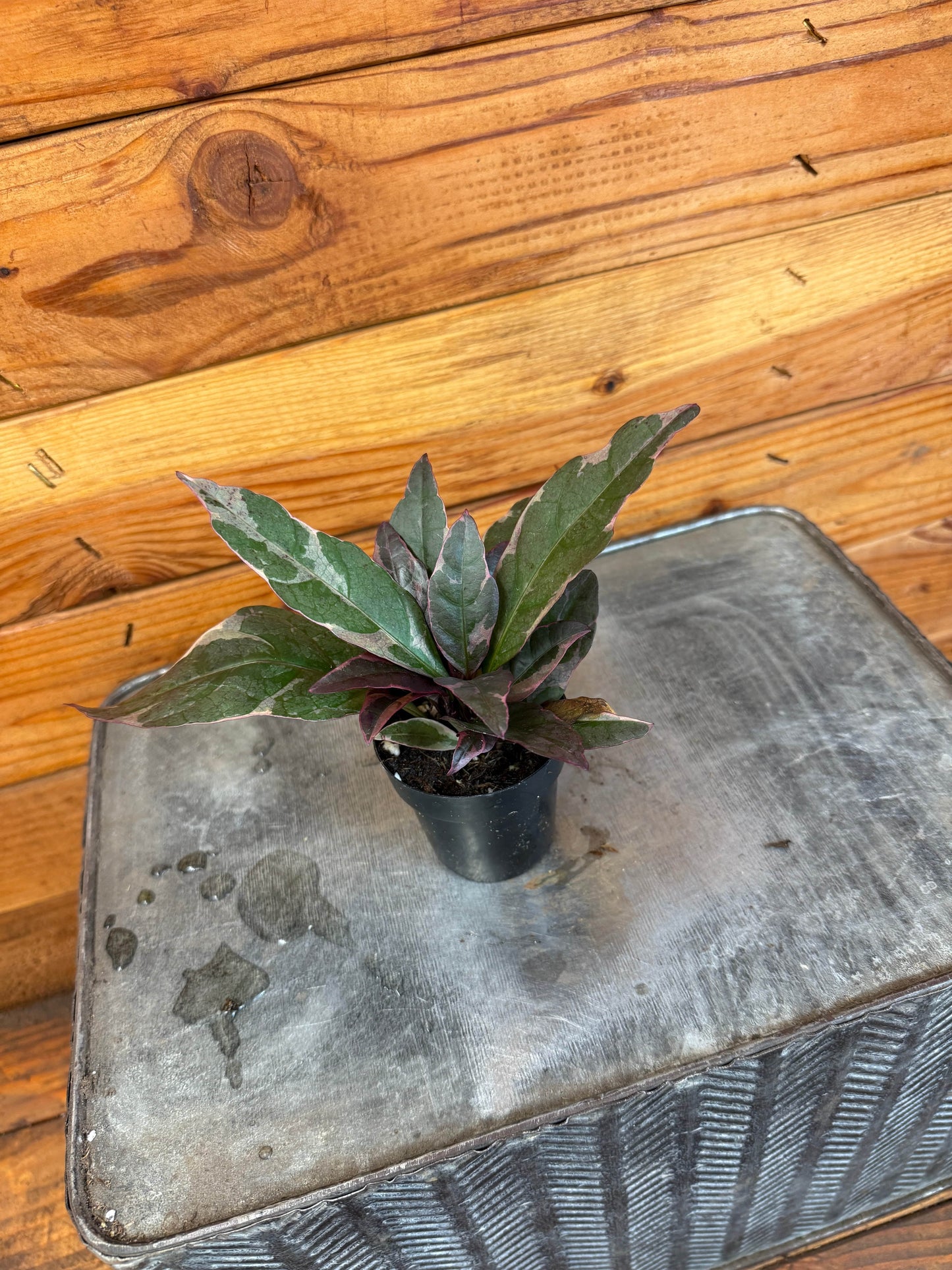 Pseuderanthemum atropurpureum Tricolor, 2" Plant